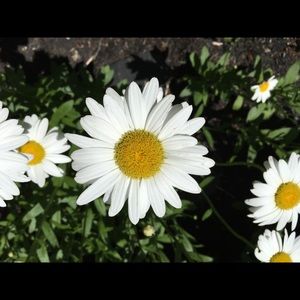 Meet your Posher, Pamella